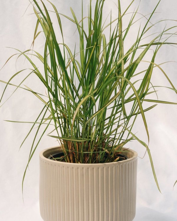 5g Karl Foerster Feather Reed Grass