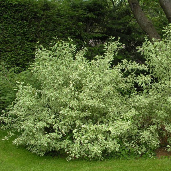5g Ivory Halo Red Twig Dogwood