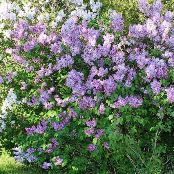 5g Monge Lilac