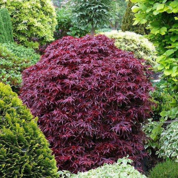 5g Shaina Japanese Maple