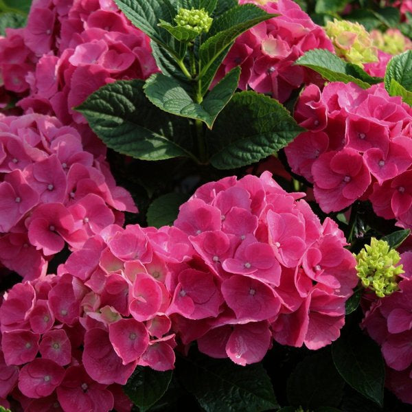 5g Summer Crush Hydrangea