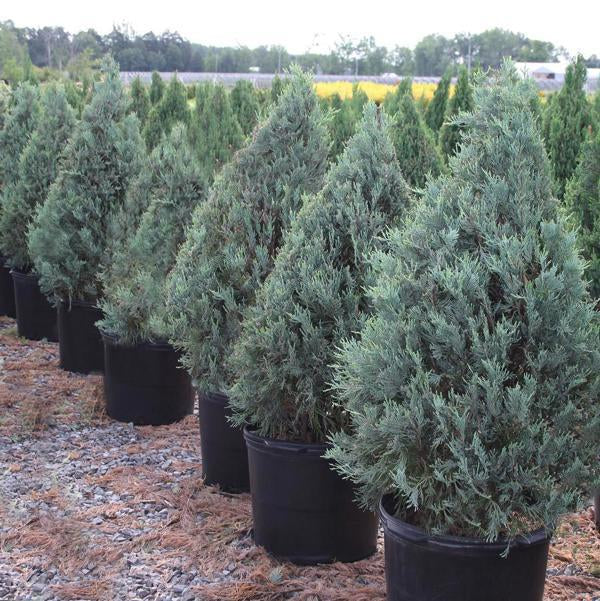 5g Wichita Blue Juniper