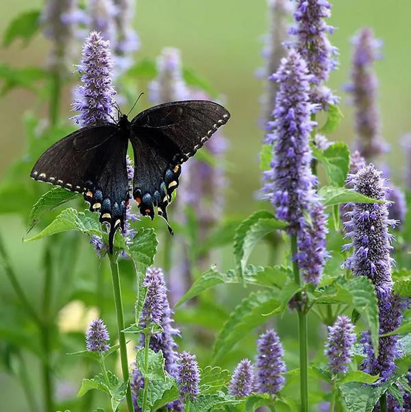 Anise Hyssop - 11cm Pot