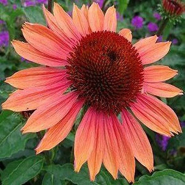 Echinacea Summersong Firefinch PW / 1 Gallon