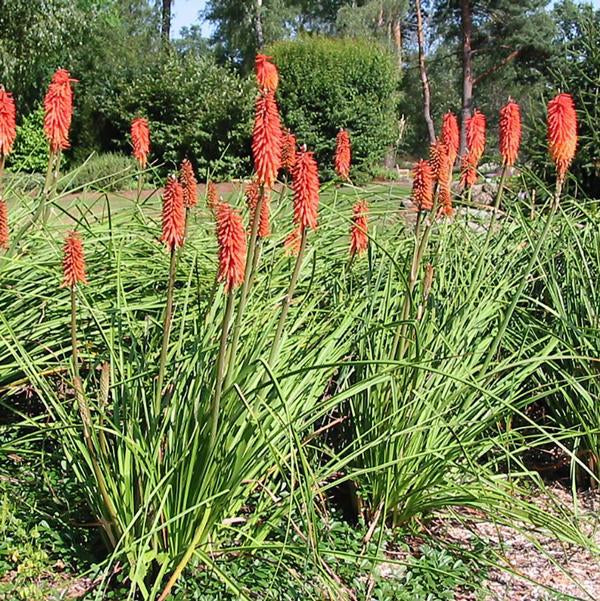 Flamenco Red Hot Poker - 11cm Pot