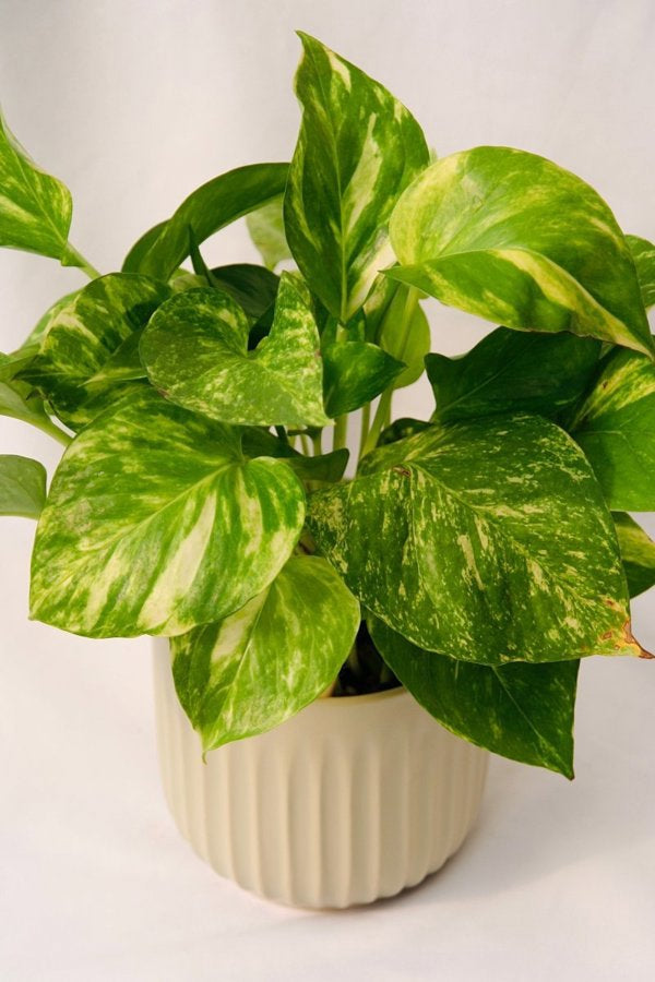 Pothos - 5 Inch Grower Pot