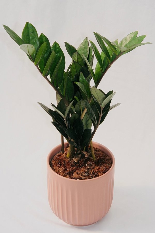 Zamioculcas Zamiifolia 5" Supernova Black - 5 Inch Grower Pot
