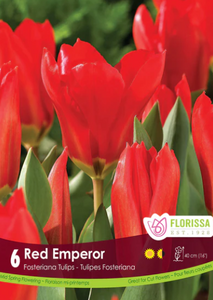 Bulbs, Tulip, Red Emperor