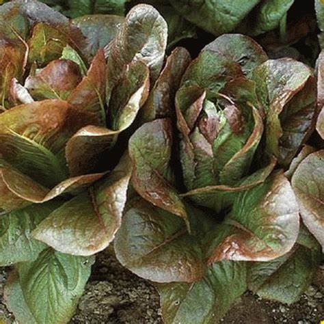 Lettuce Romaine Rouge d'Hiver