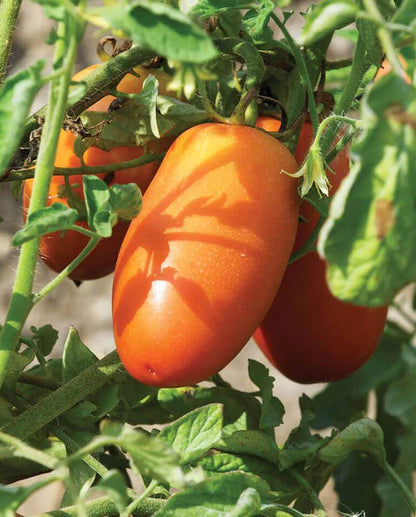 Tomato Roma San Marzano Lampadina II