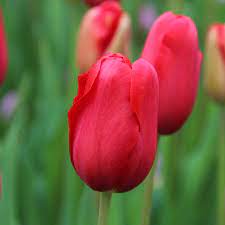 Bulbs, Tulip, Skyhigh Scarlet