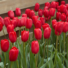 Load image into Gallery viewer, Bulbs, Tulip, Skyhigh Scarlet
