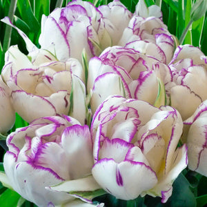 Bulbs, Tulip, Shirley