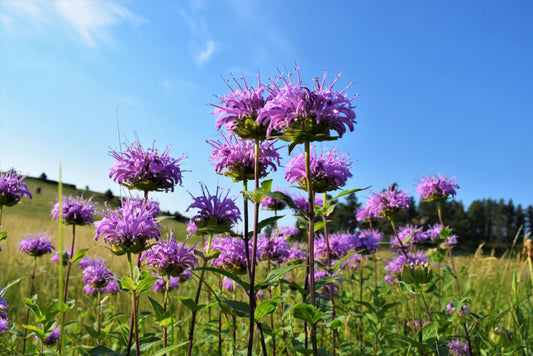 Seeds Wild Bergamot