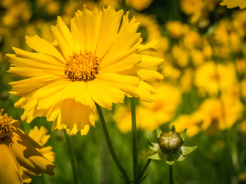 Seeds Lanceleaf Coreopsis