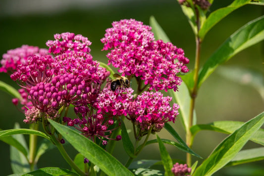 Seeds Swamp Milkweed