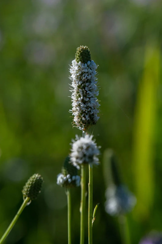 Seeds White Prairie Clover