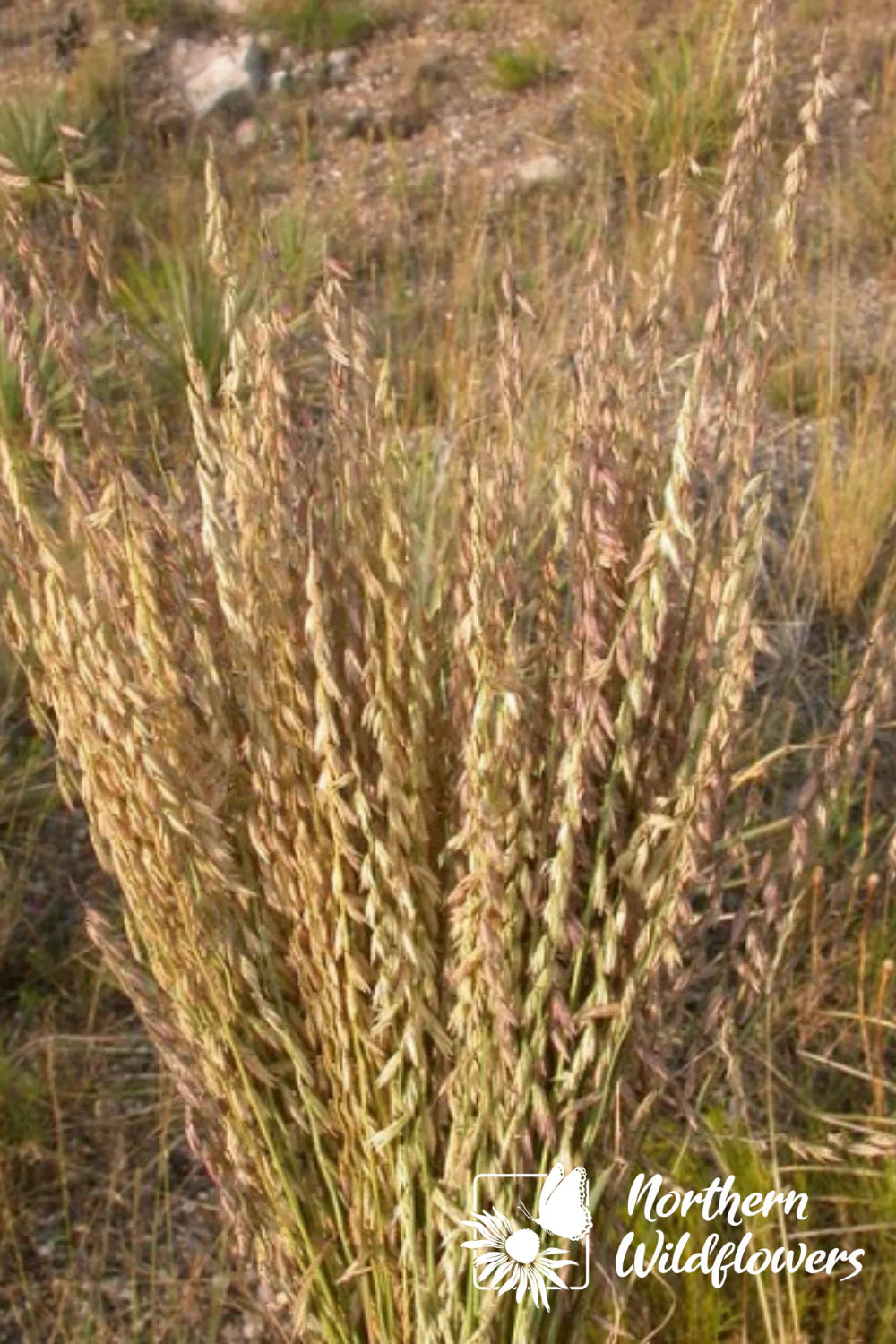 Seeds Sideoats Grama