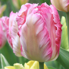 Load image into Gallery viewer, Bulbs, Tulip, Silver Parrot
