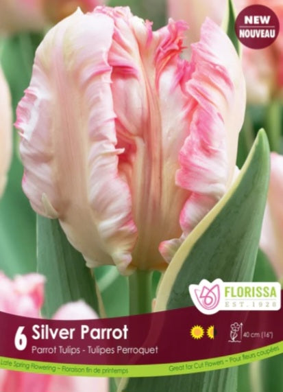 Bulbs, Tulip, Silver Parrot