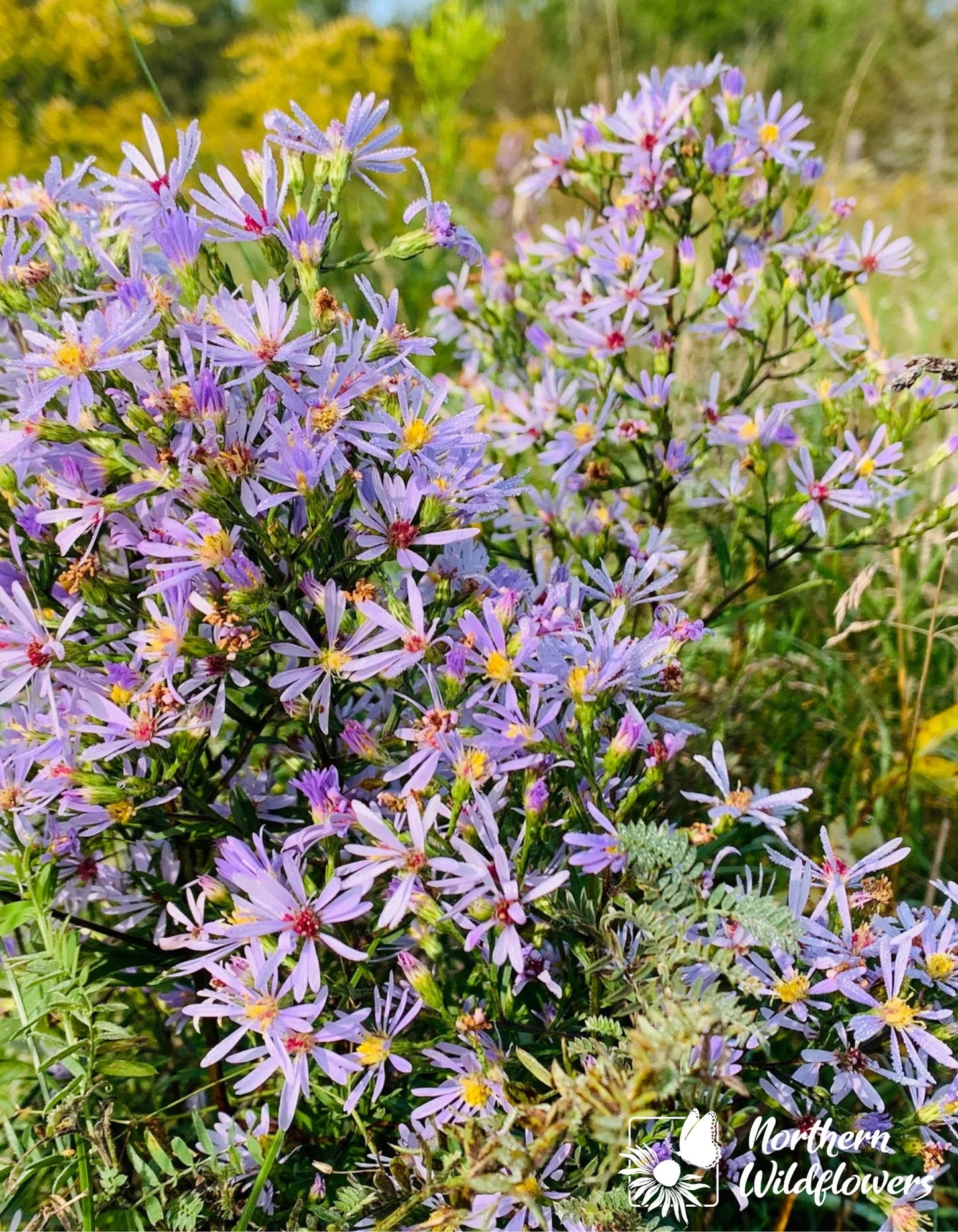 Seeds Smooth Blue Aster