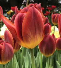 Load image into Gallery viewer, Bulbs, Tulip, Amber Glow
