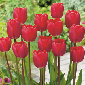 Bulbs, Tulips, Cherry Delight
