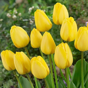 Bulbs, Tulip, Golden Parade