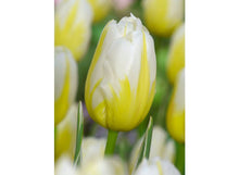 Load image into Gallery viewer, Bulbs, Tulip, Happy People
