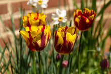 Load image into Gallery viewer, Bulbs, Tulip, Helmar
