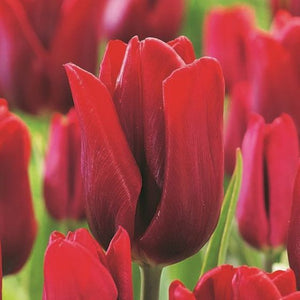 Bulbs, Tulip, Ruby Prince