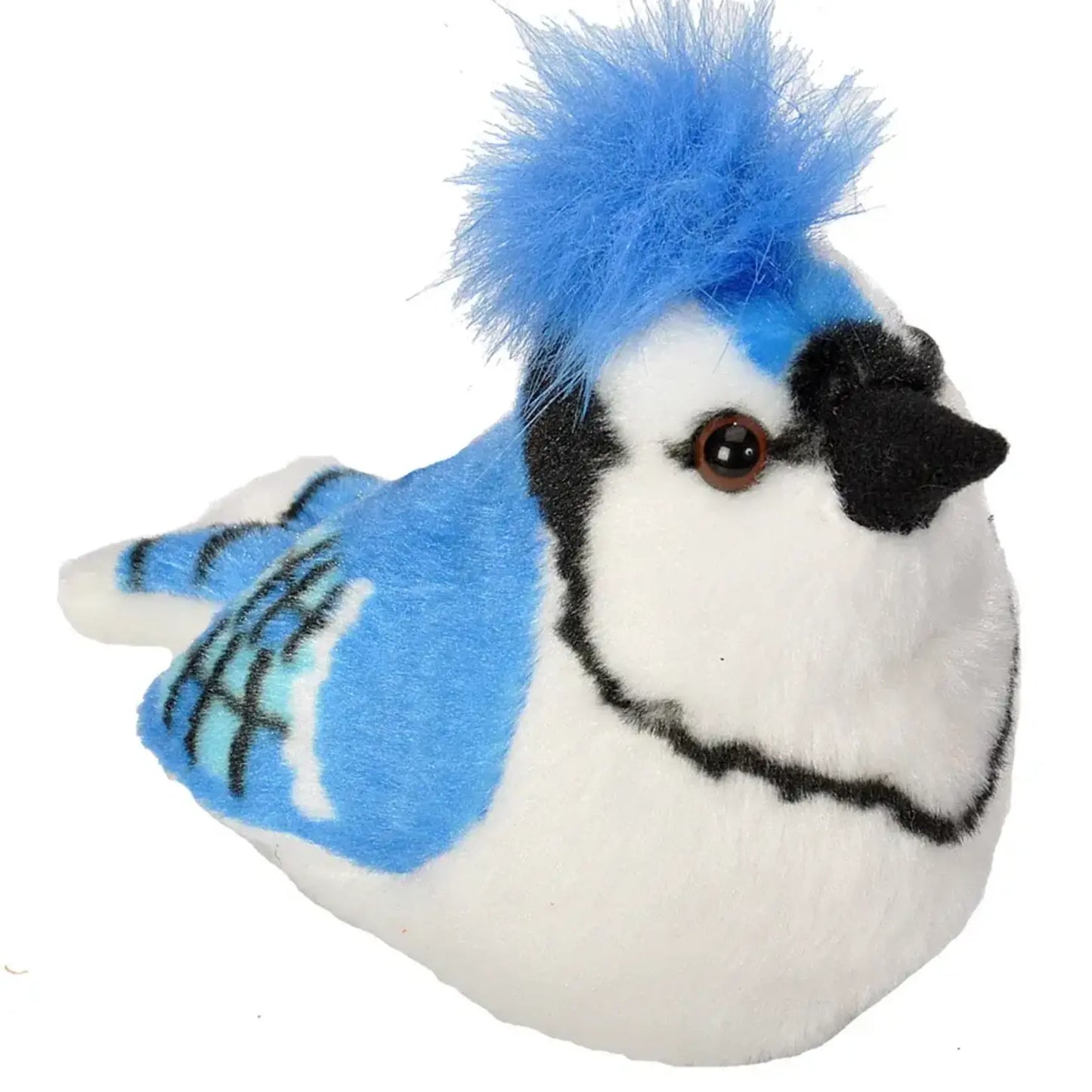 Audubon Blue Blue Jay