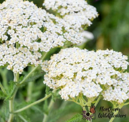 Seeds Common Yarrow