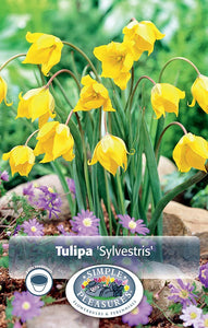 Bulbs, Tulip, The Woodland Tulip