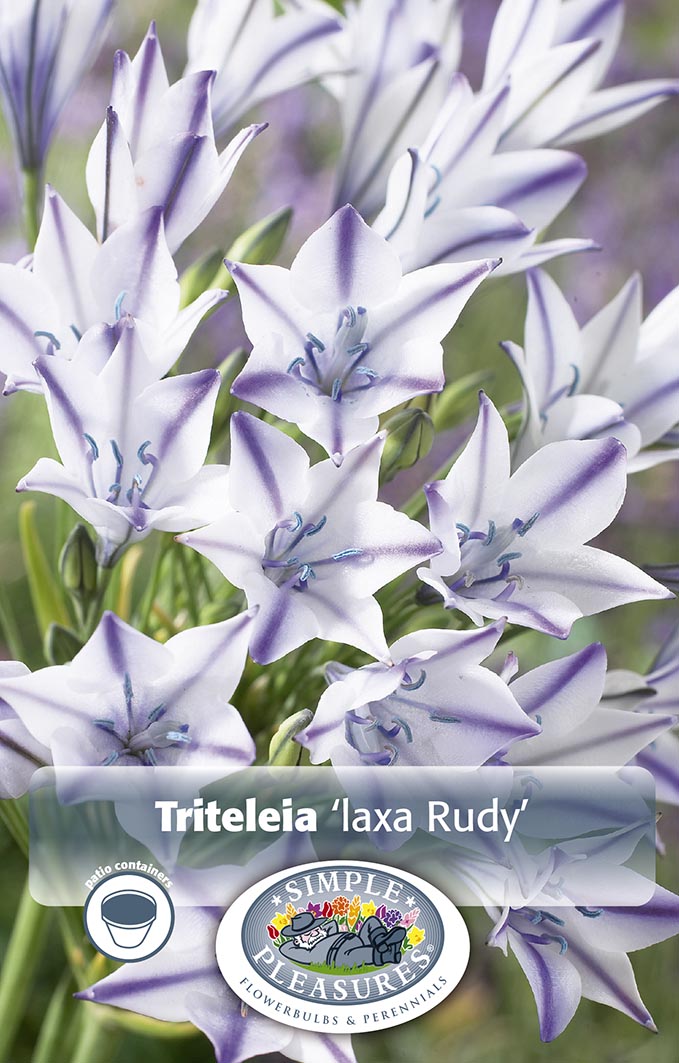 Triteleia Rudy