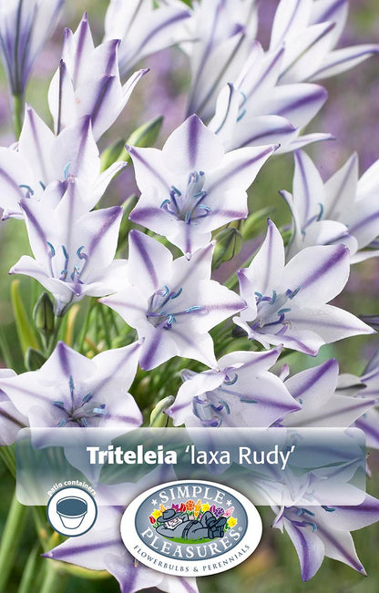 Triteleia Rudy