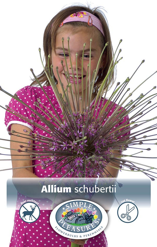 Allium, Schubertii