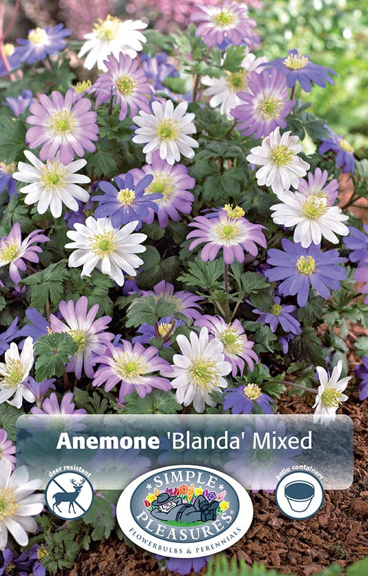 Anemones Blanda Mixed All Colors Blend