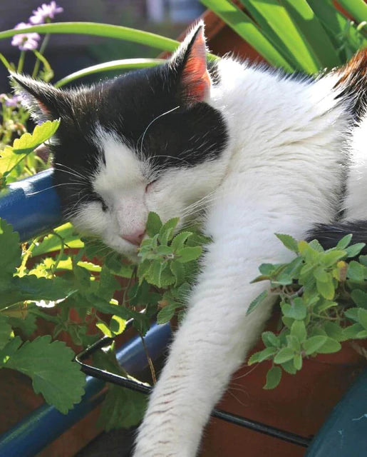 Nepeta Cataria Catnip