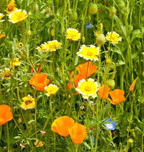 Load image into Gallery viewer, Flower Wildflowers Bee Garden Blend
