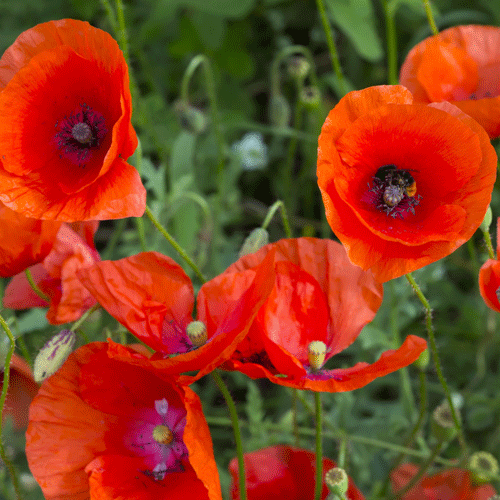 Flower Flanders' Poppies