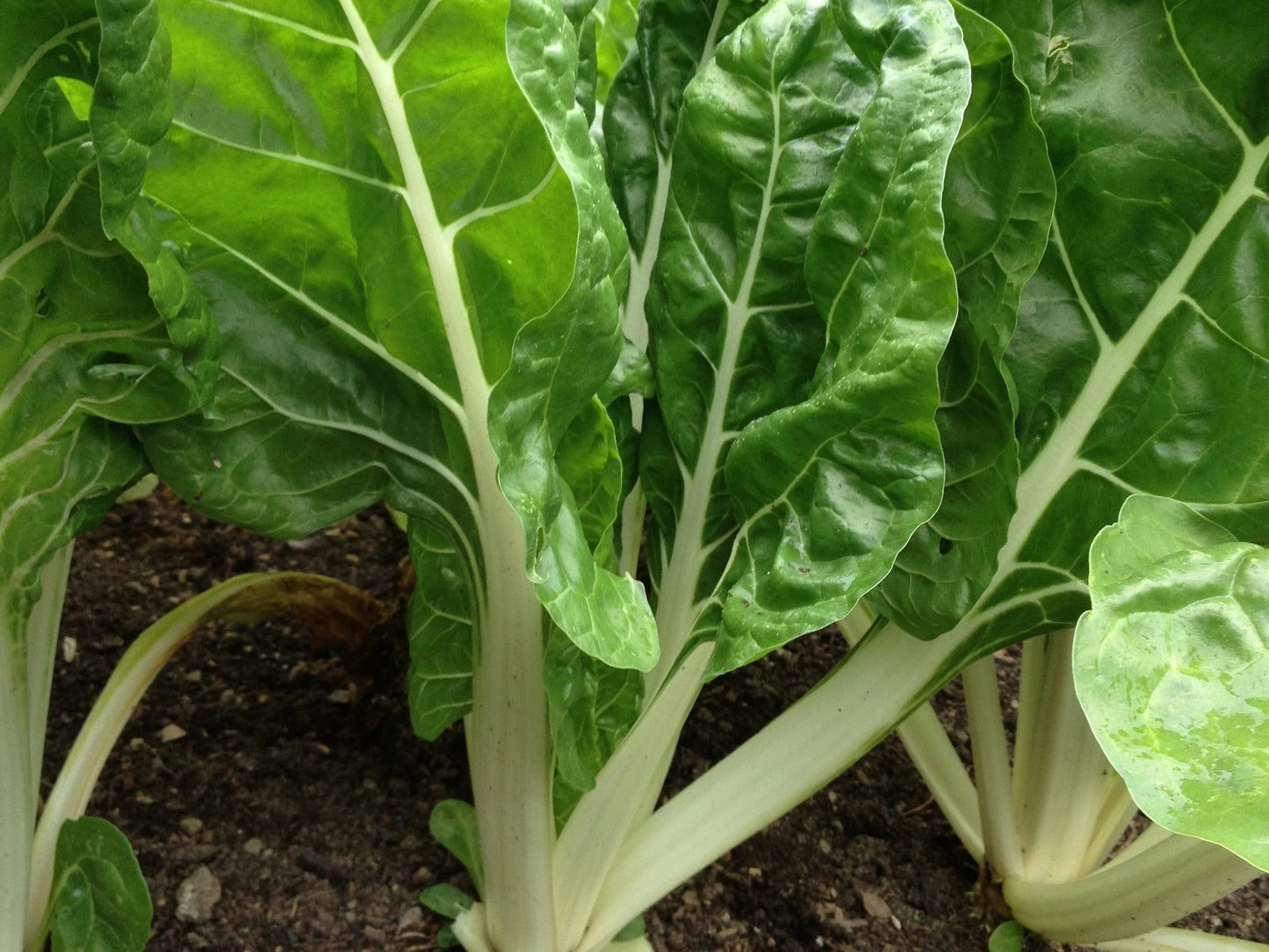 Swiss Chard Fordhook Giant