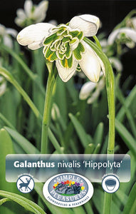 Bulbs, Galanthus, Nivalis Hippolyta