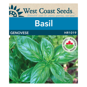 Herb Basil Genovese Organic