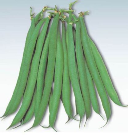 Bean Bush Beans Masai French