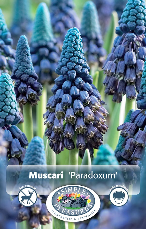 Bulbs, Muscari, Paradoxum