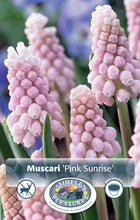 Load image into Gallery viewer, Bulbs, Muscari, Pink Sunrise
