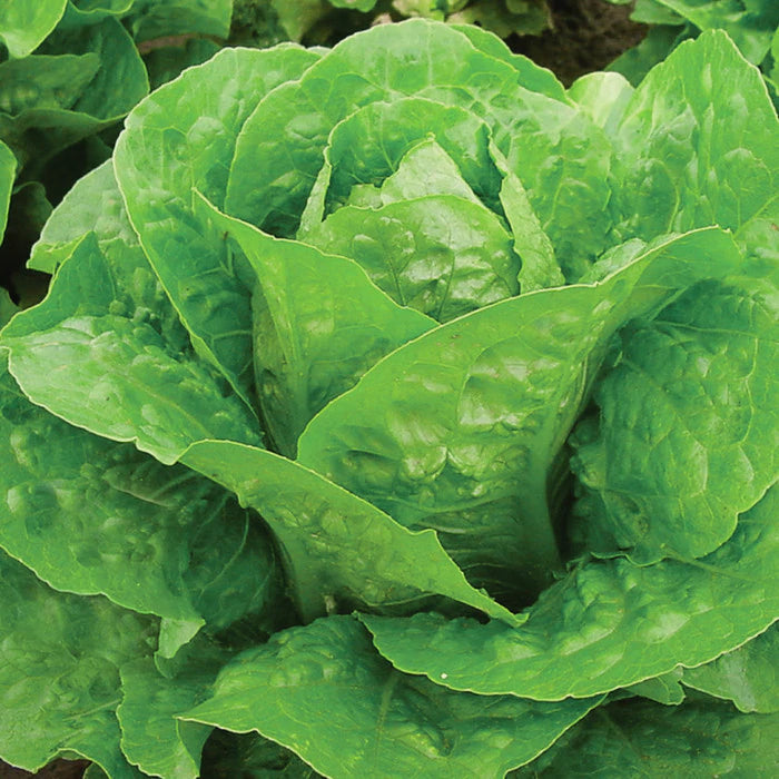 Lettuce Romaine Coastal Star' Romaine