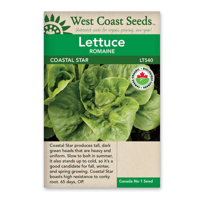 Lettuce Romaine Coastal Star' Romaine