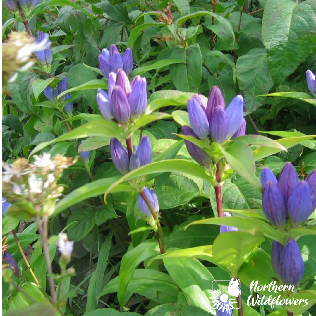 Bottle Gentian Seeds